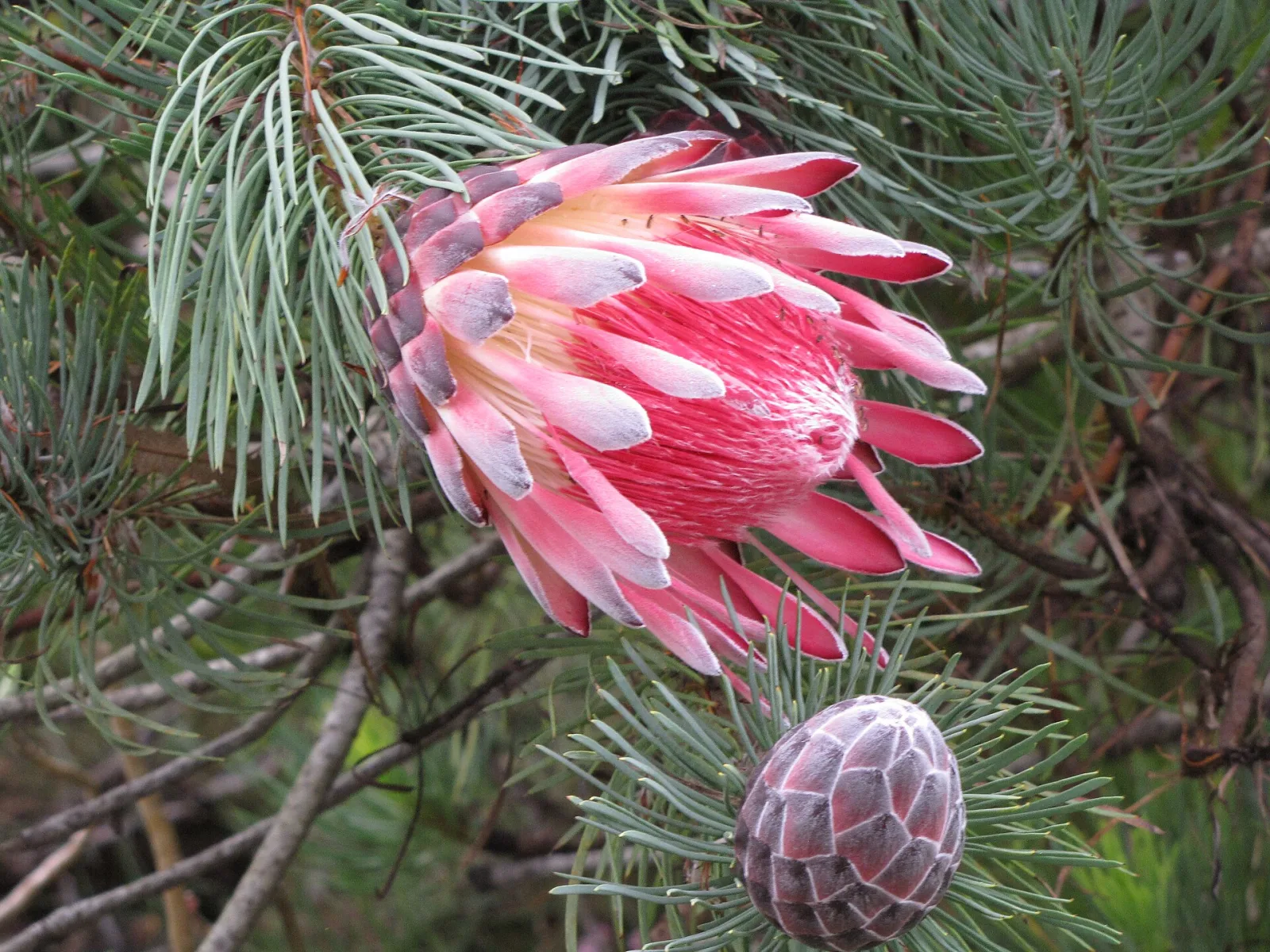 Protea aristata