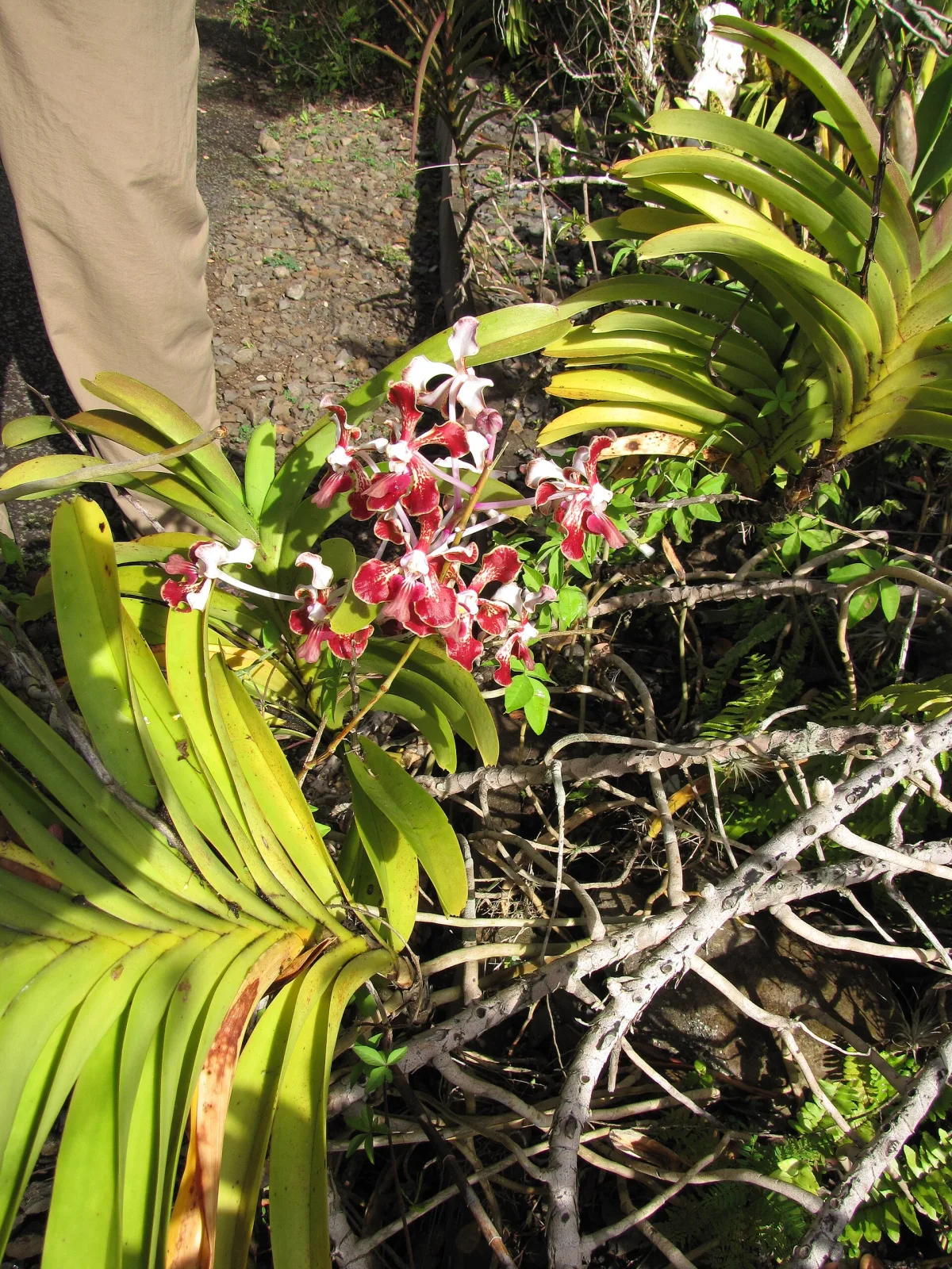 Vanda merrillii