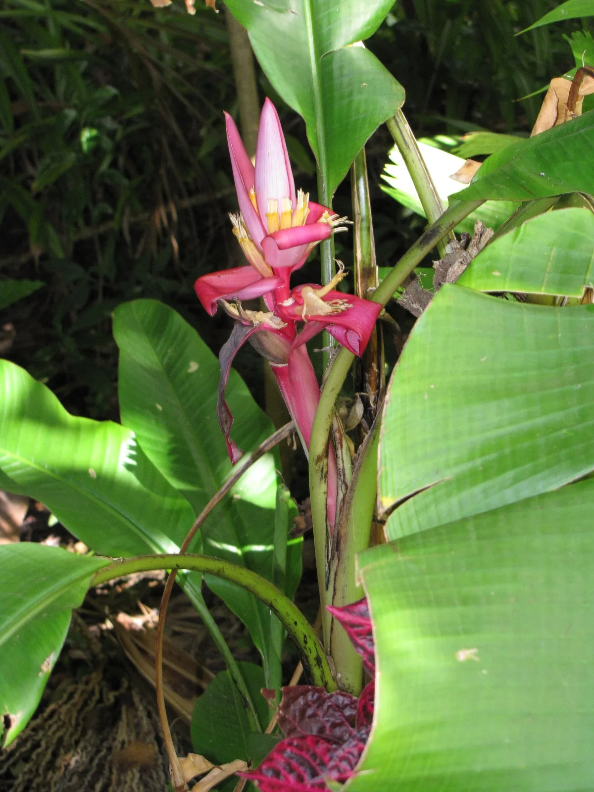 Musa velutina pink