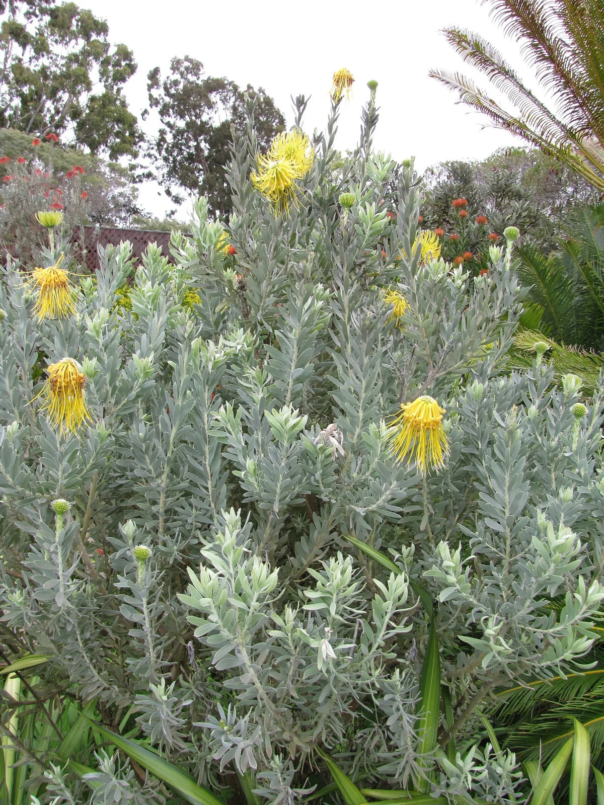 Leucospermum reflexum var luteum