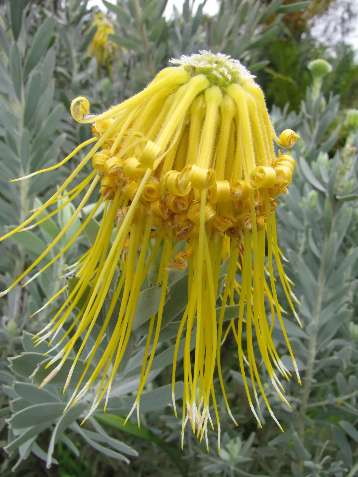 Leucospermum reflexum var luteum