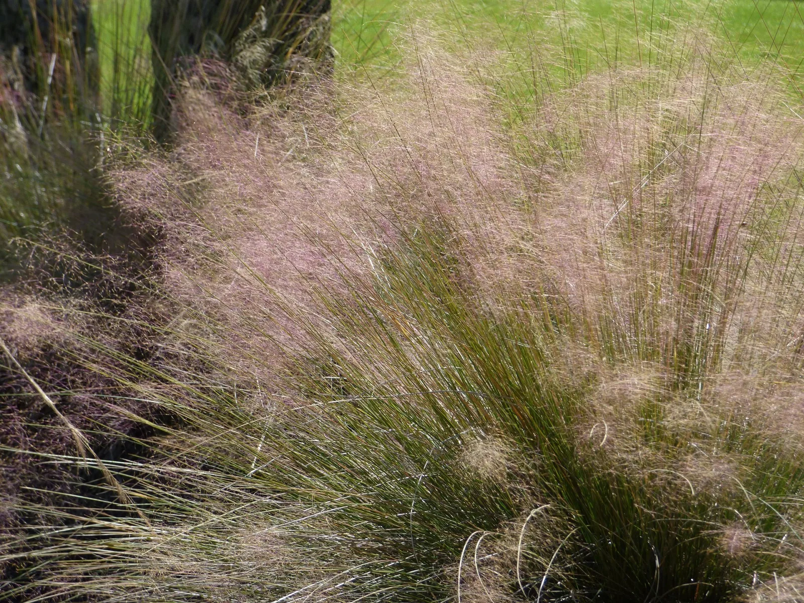Muhlenbergia capillaris