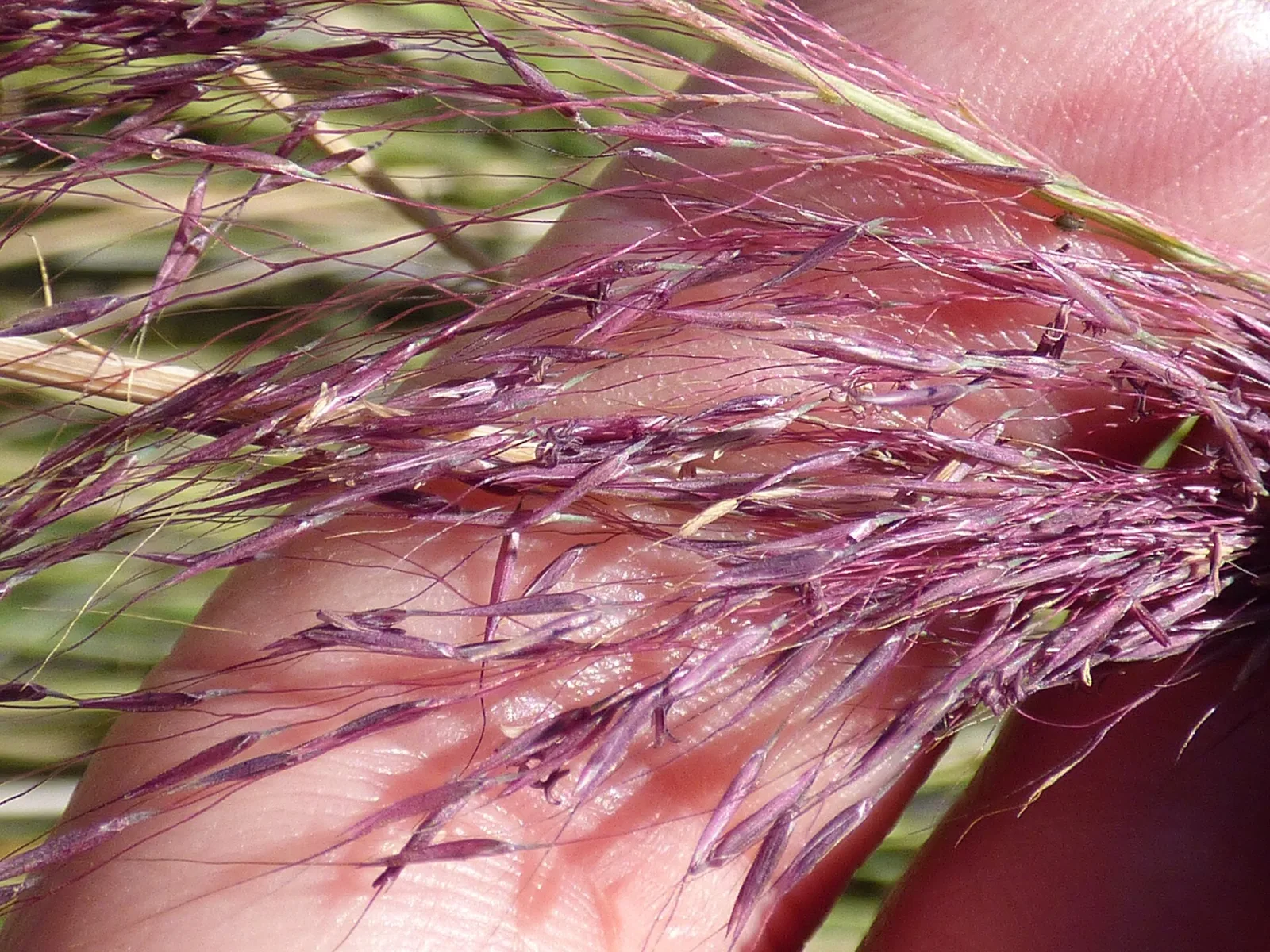 Muhlenbergia capillaris Pink Muhly Grass