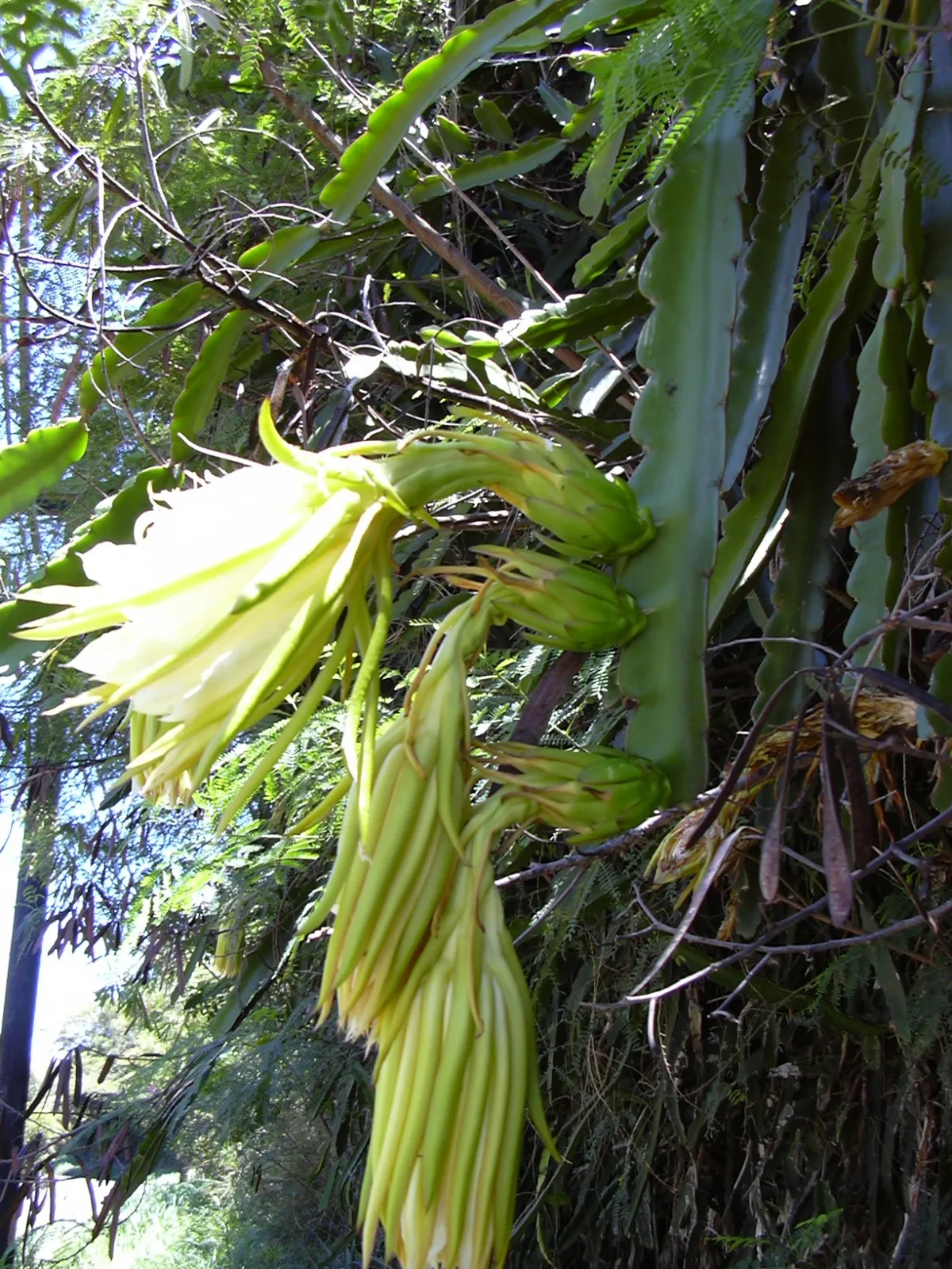 Hylocereus undatus