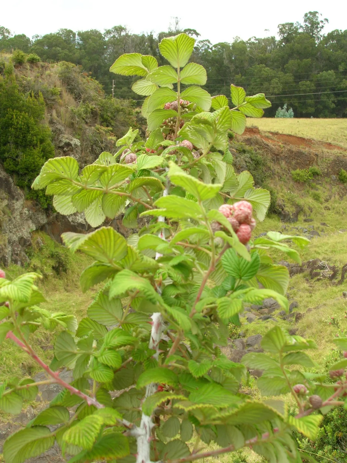 Rubus niveus