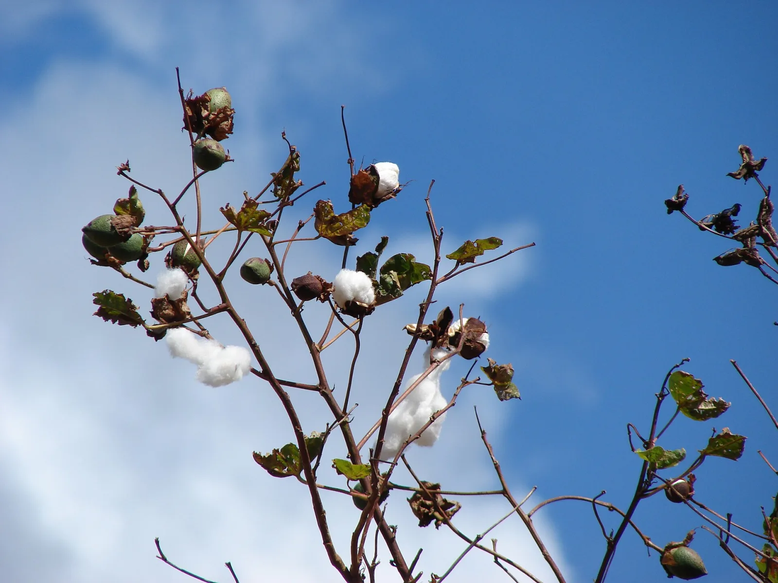 Gossypium barbadense