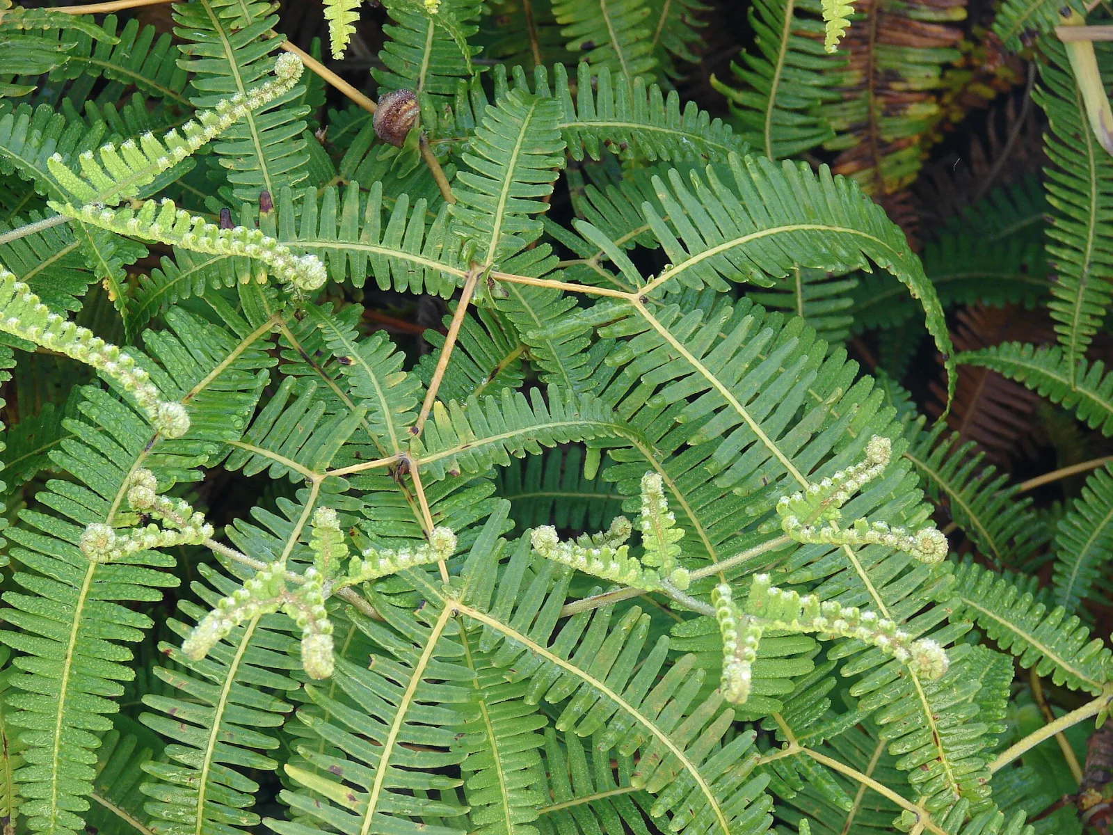 Dicranopteris dichotoma