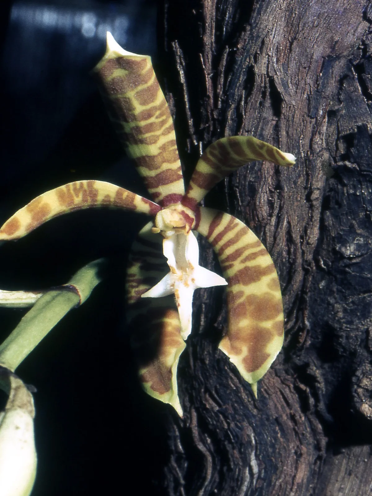 Staurochilus fasciatus
