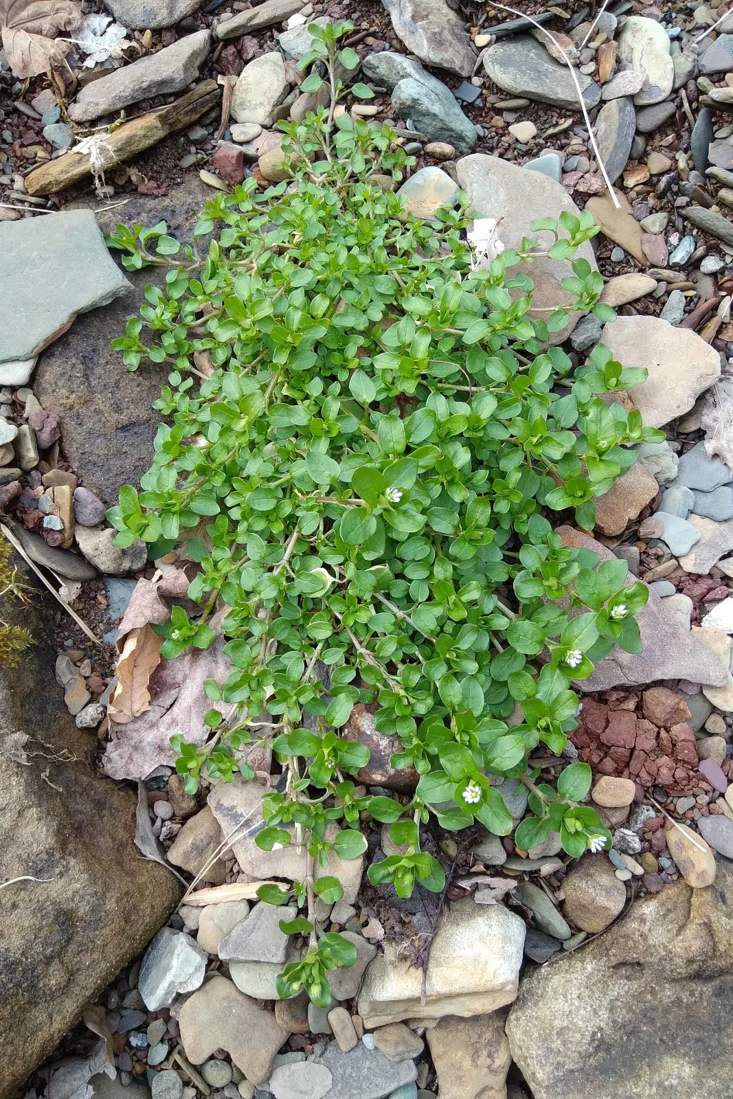 Stellaria media