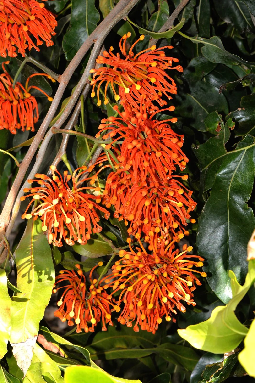 Stenocarpus sinuatus
