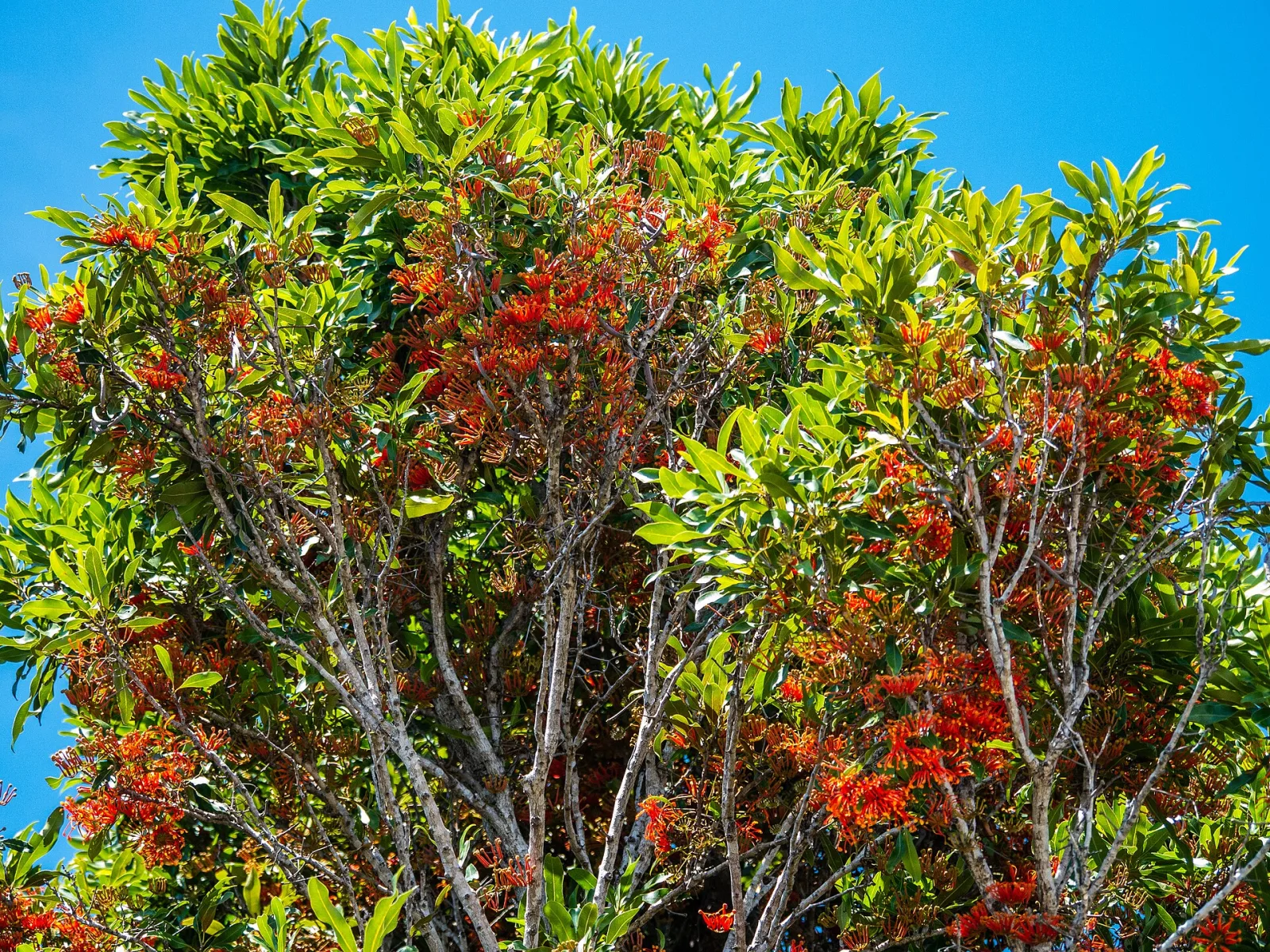Stenocarpus sinuatus