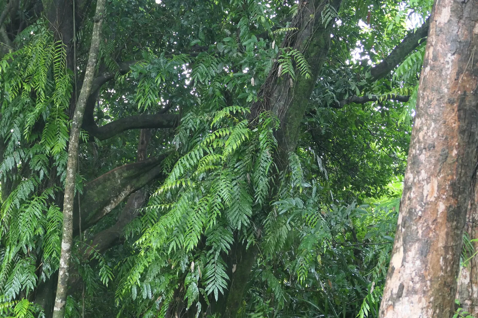Stenochlaena palustris