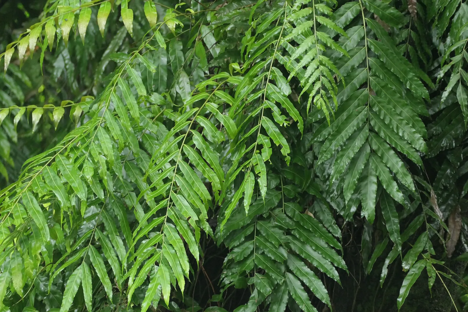Stenochlaena palustris