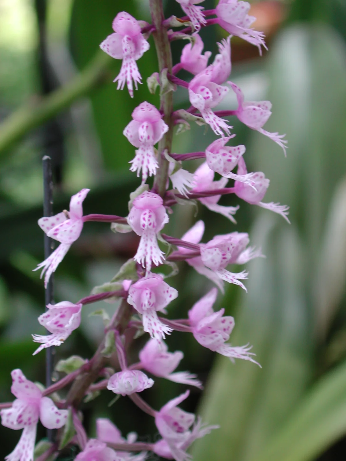 Stenoglottis fimbriata