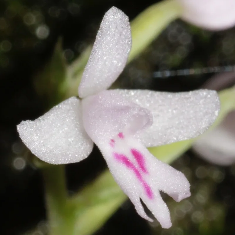 Stenoglottis fimbriata