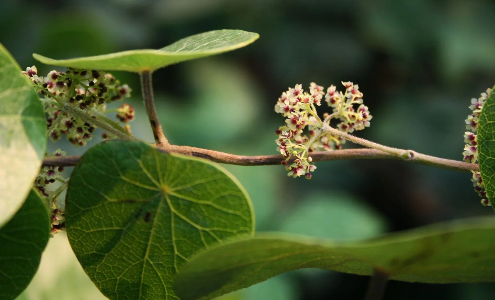 Stephania abyssinica