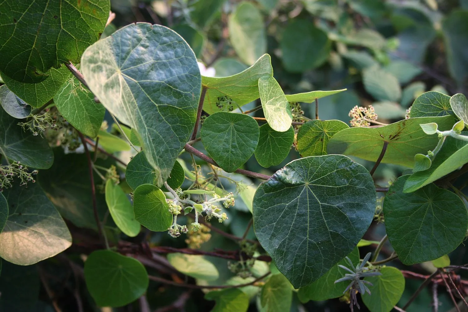 Stephania abyssinica