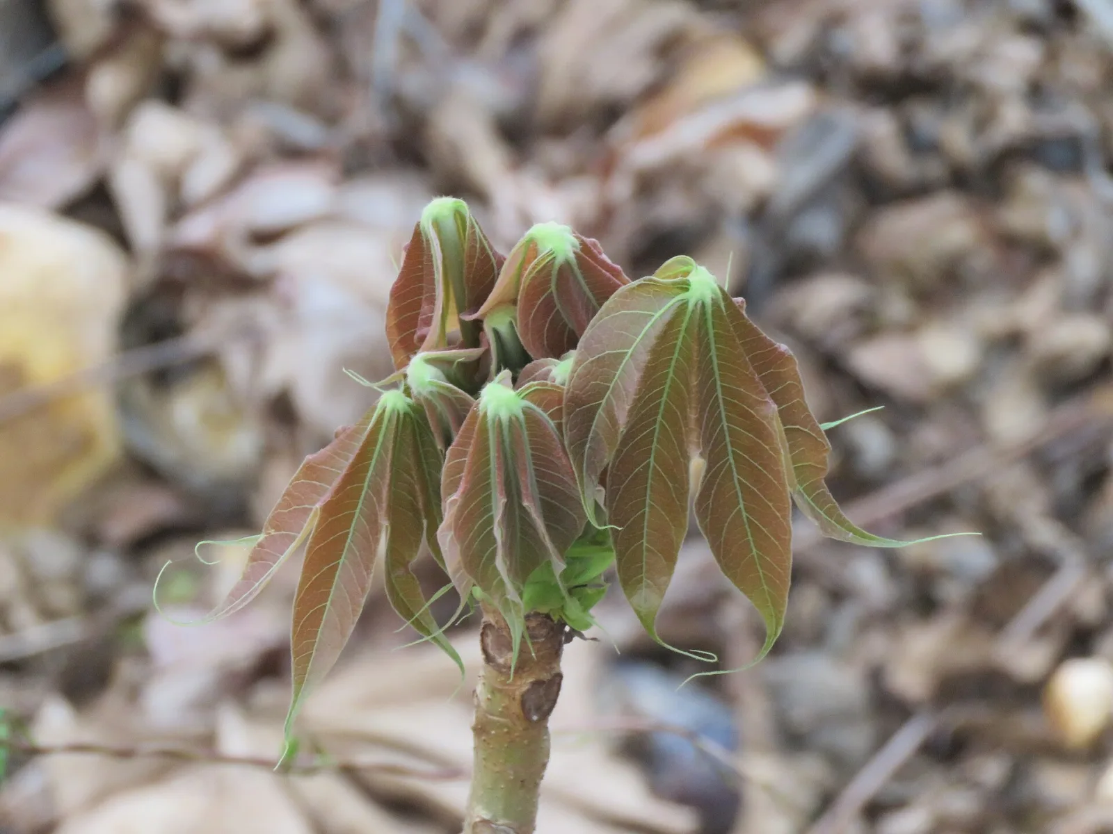 Sterculia villosa