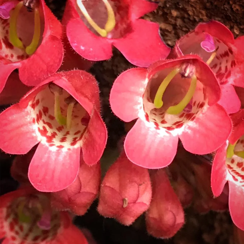 Streptocarpus dunnii