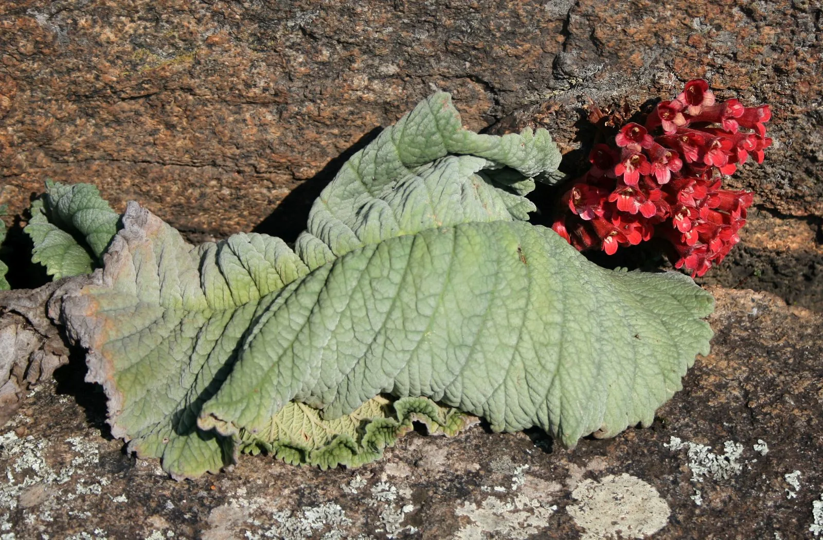Streptocarpus dunnii
