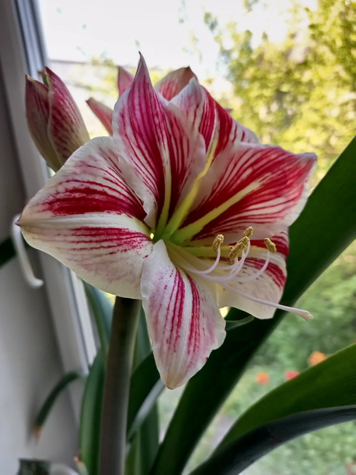 Amaryllis white with red stripes