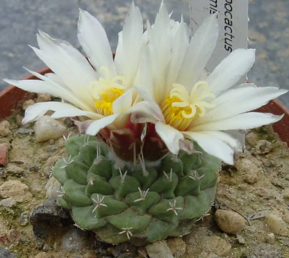 Strombocactus disciformis