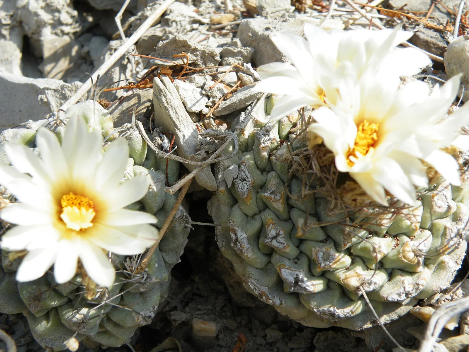 Strombocactus disciformis