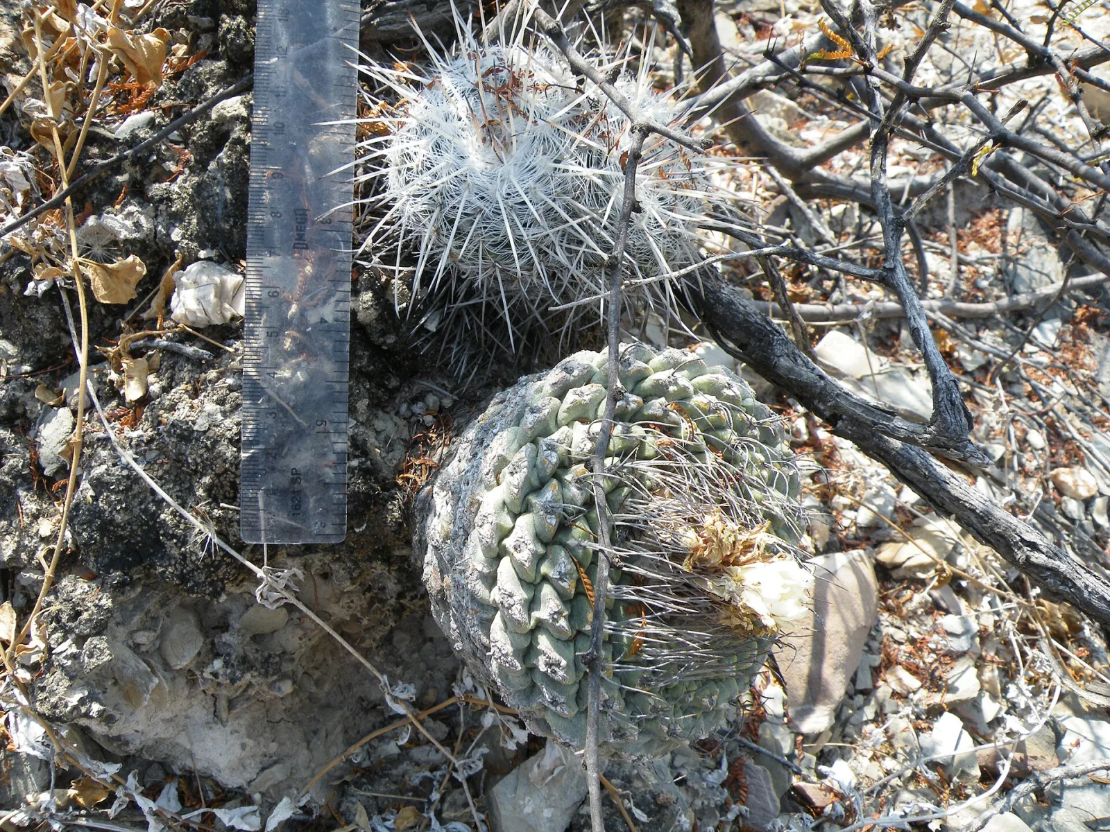 Strombocactus disciformis