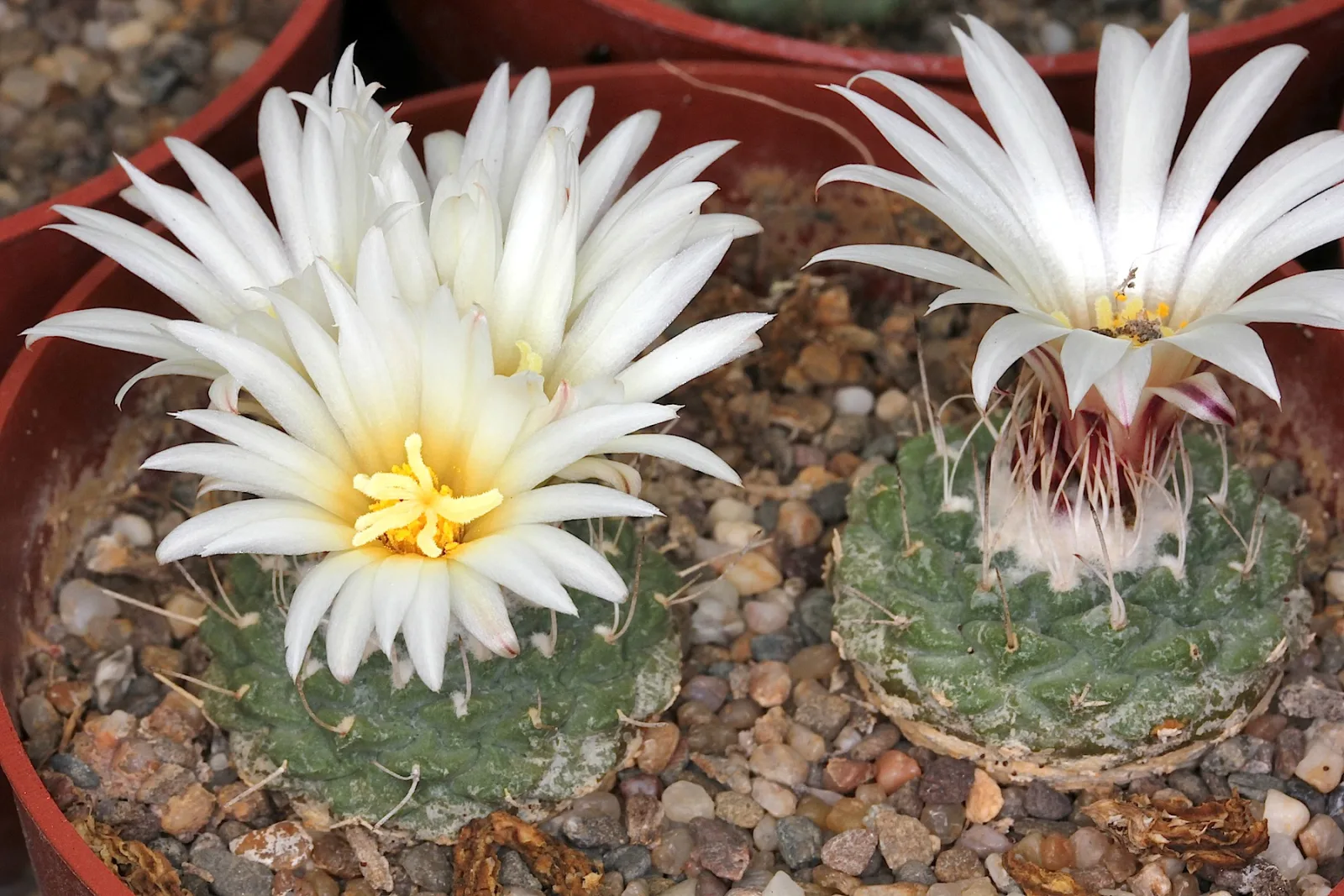 Strombocactus jarmilae
