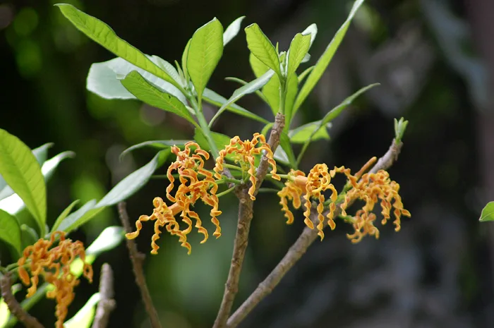 Strophanthus boivinii