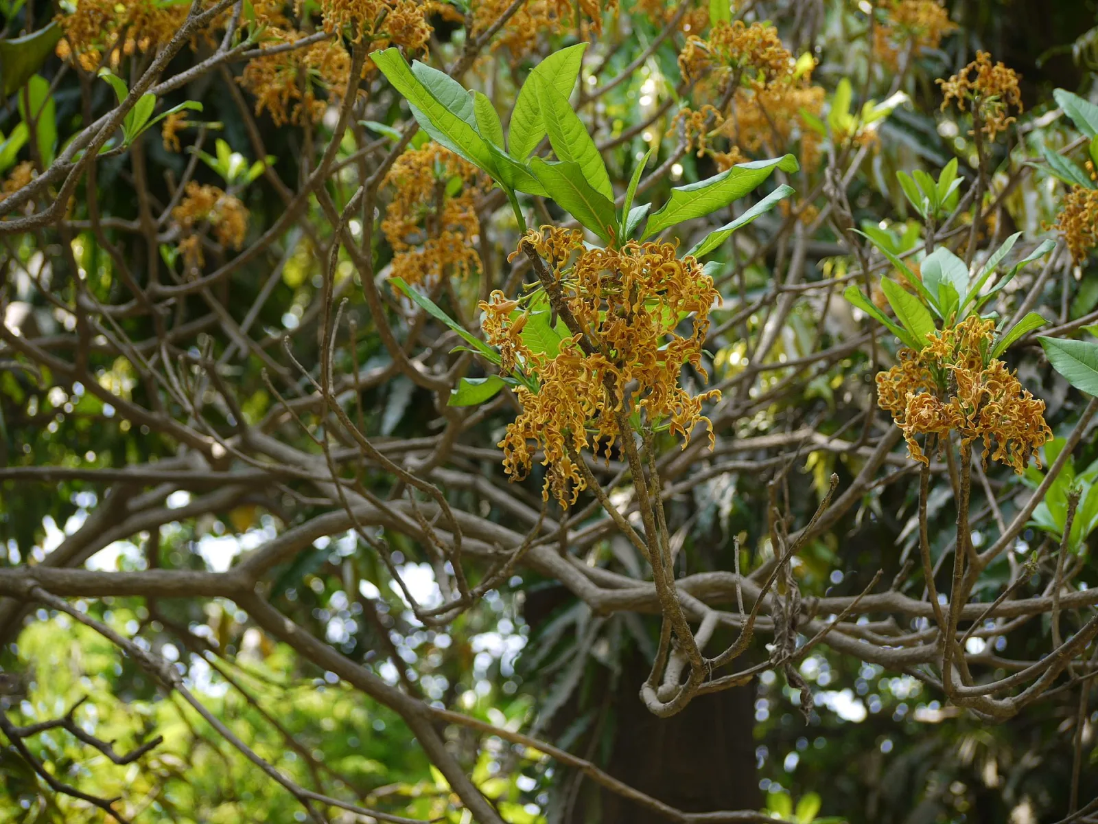 Strophanthus boivinii