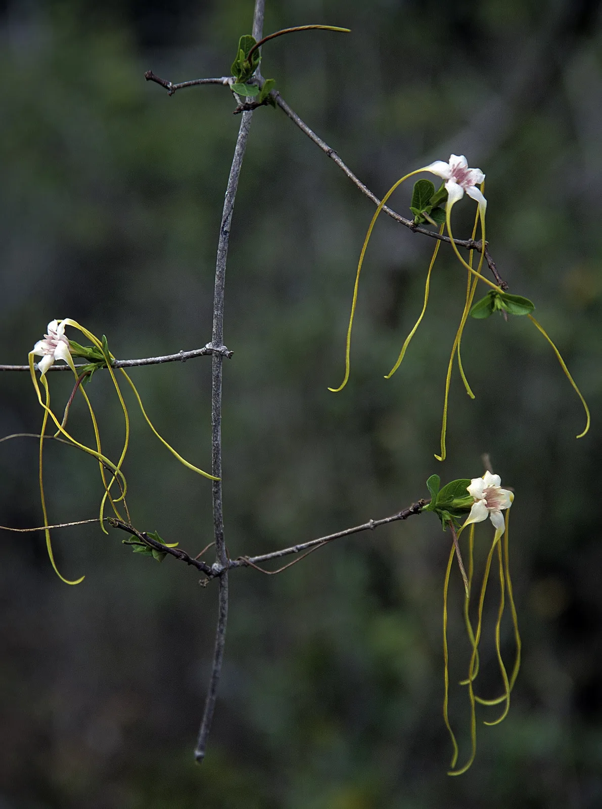 Strophanthus luteolus