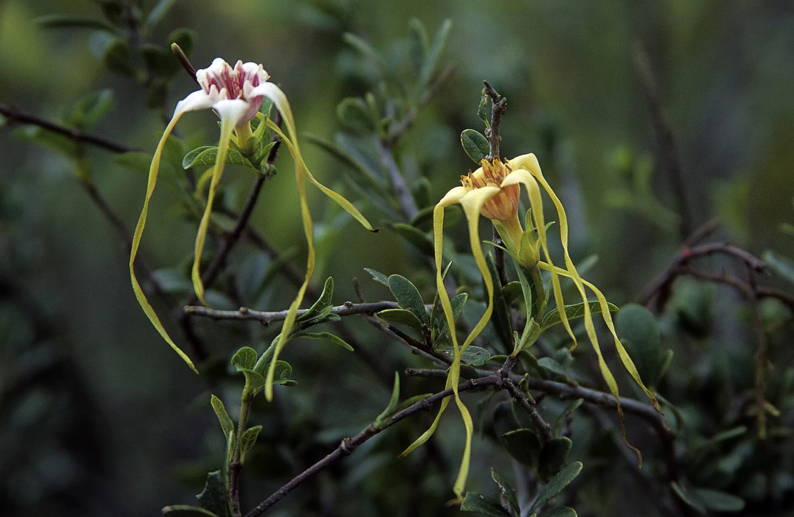 Strophanthus luteolus