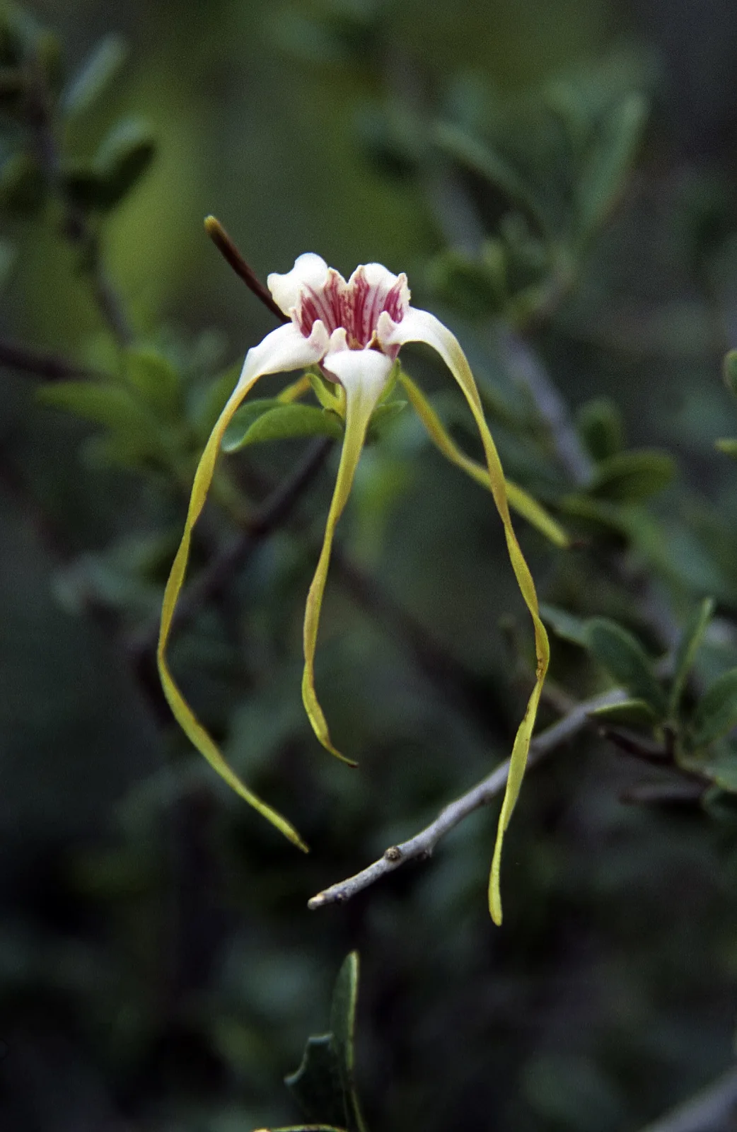 Strophanthus luteolus