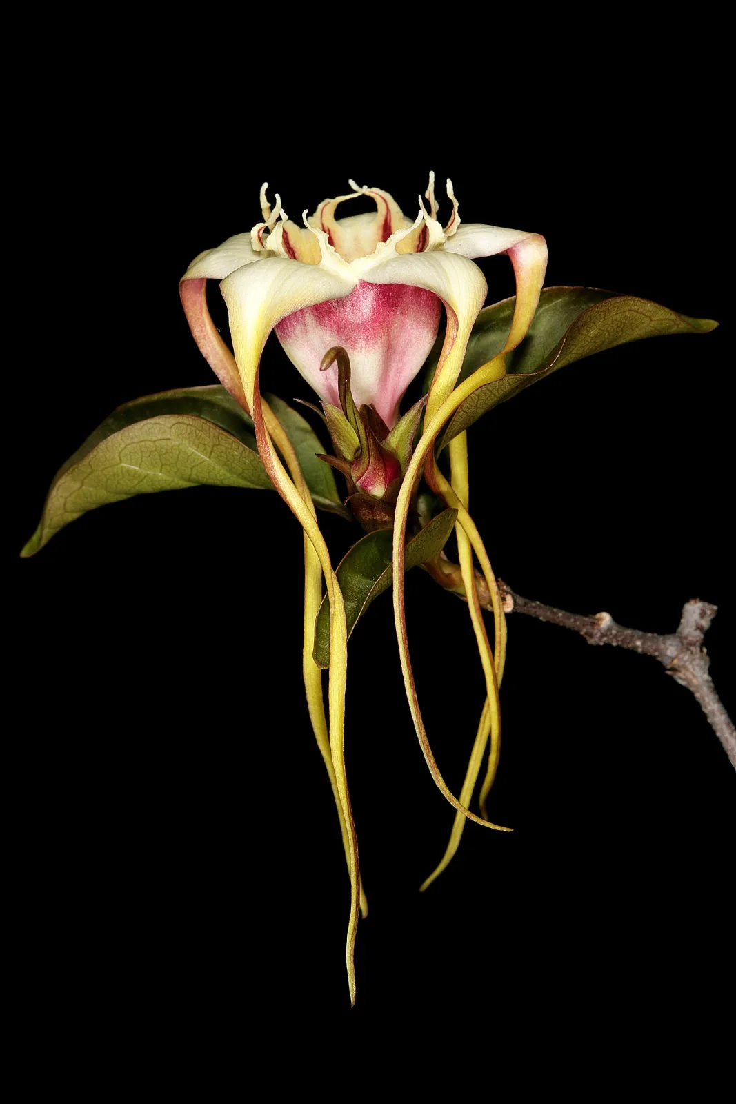 Strophanthus petersianus