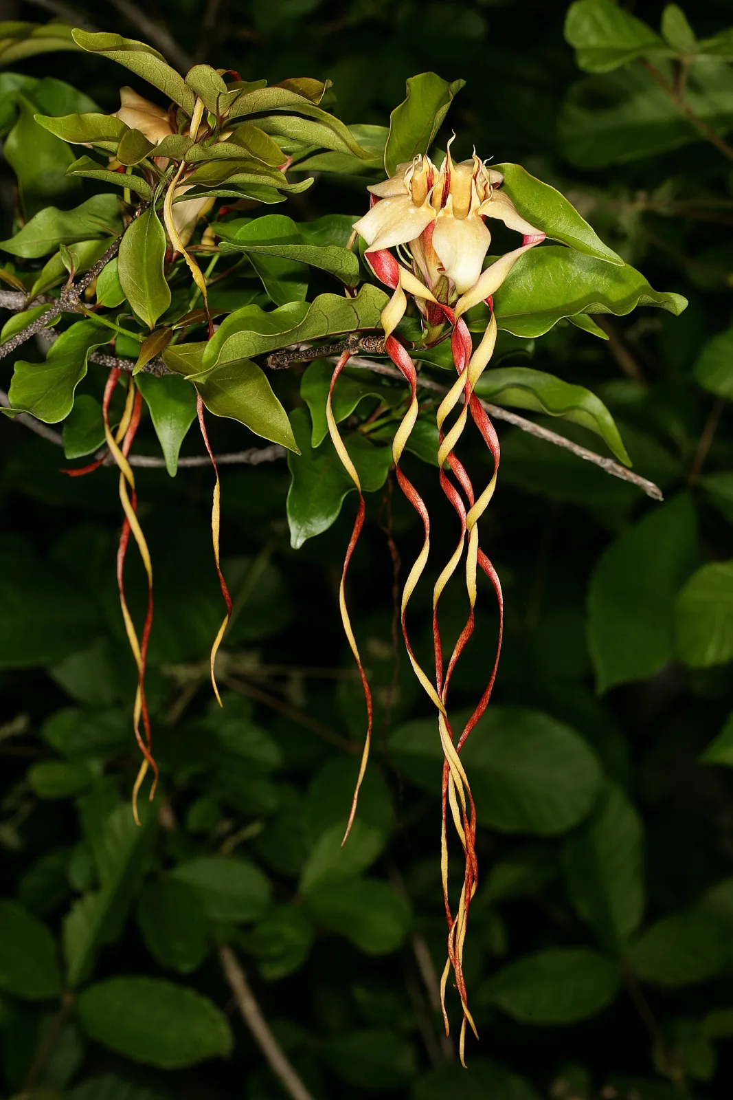 Strophanthus petersianus