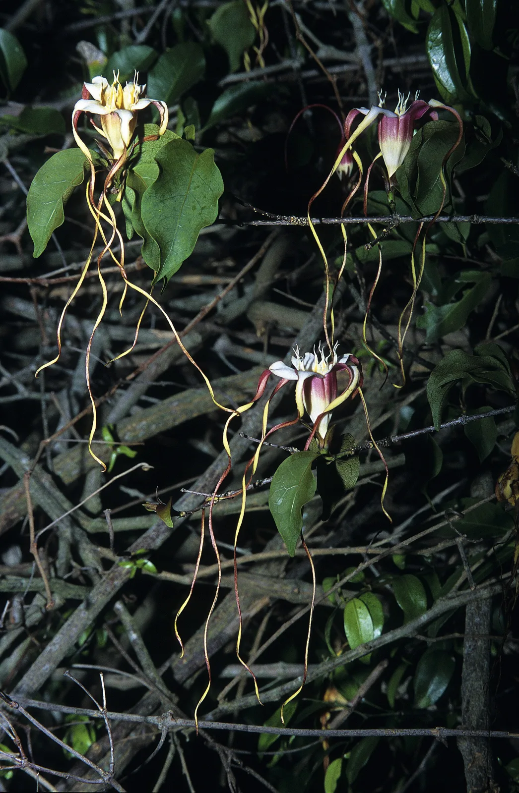 Strophanthus petersianus