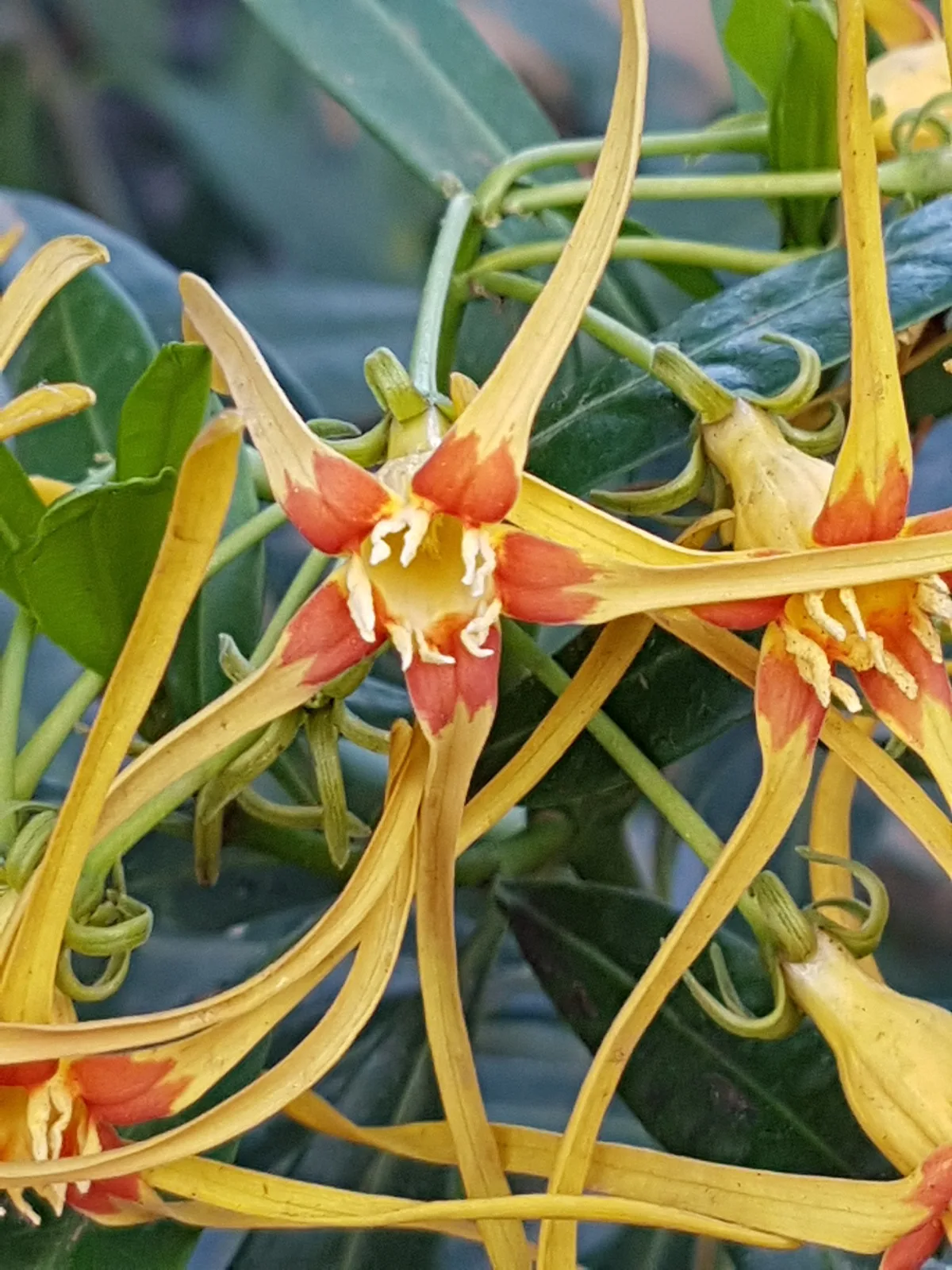 Strophanthus speciosus
