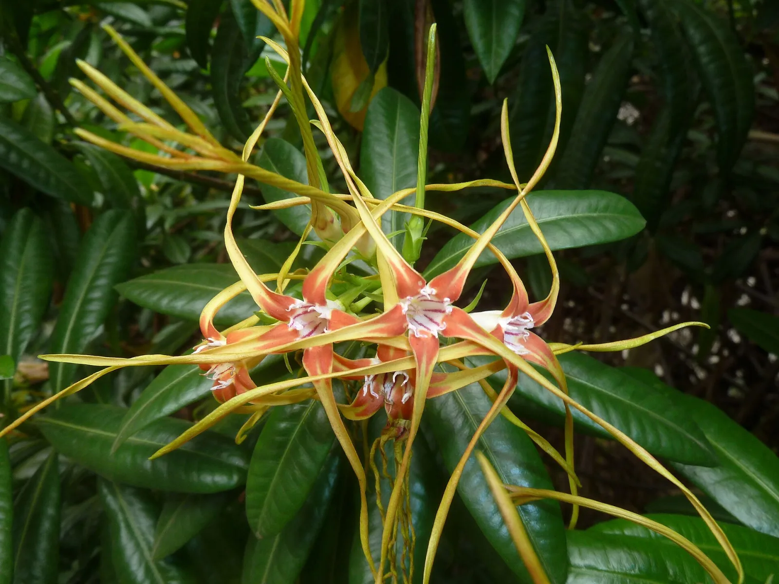 Strophanthus speciosus