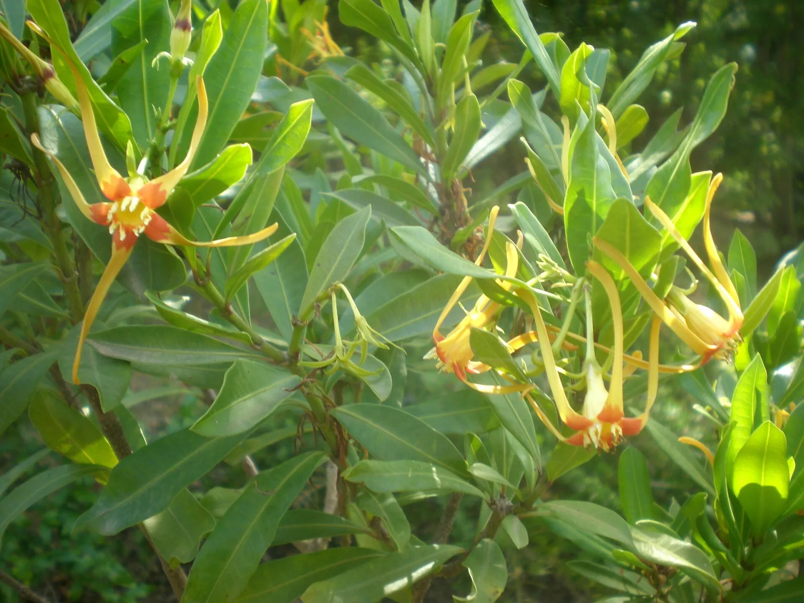 Strophanthus speciosus