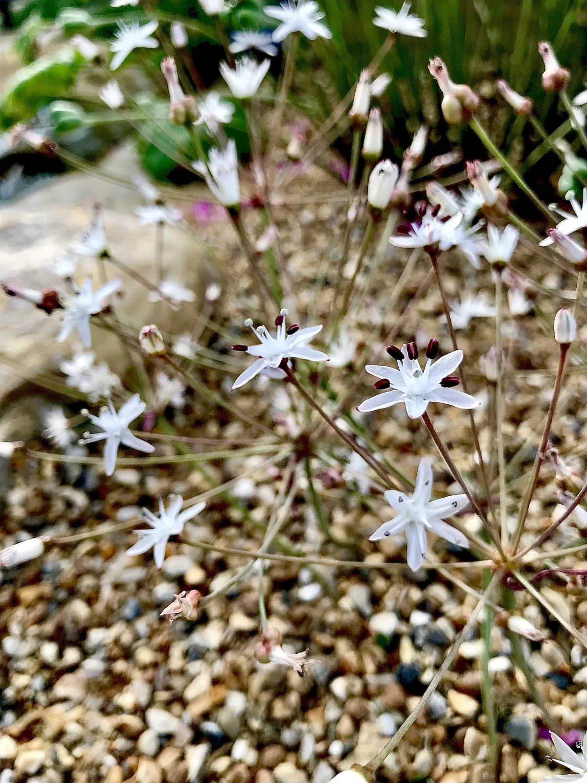 Strumaria discifera