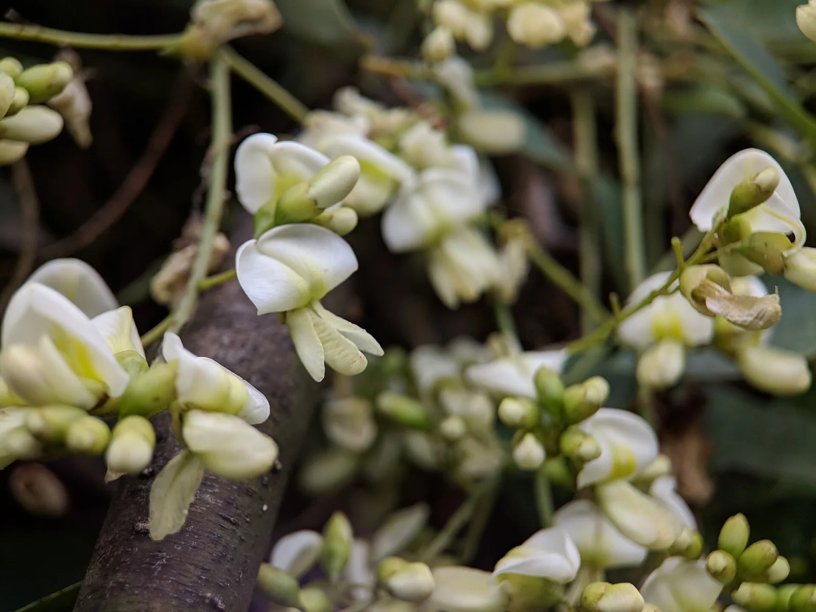 Sophora japonica