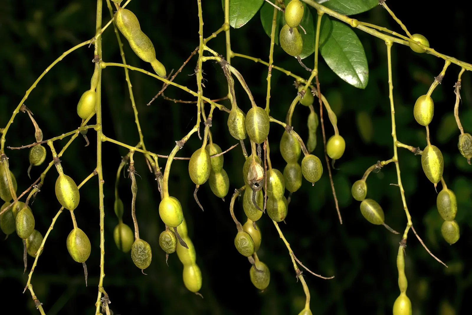 Sophora japonica