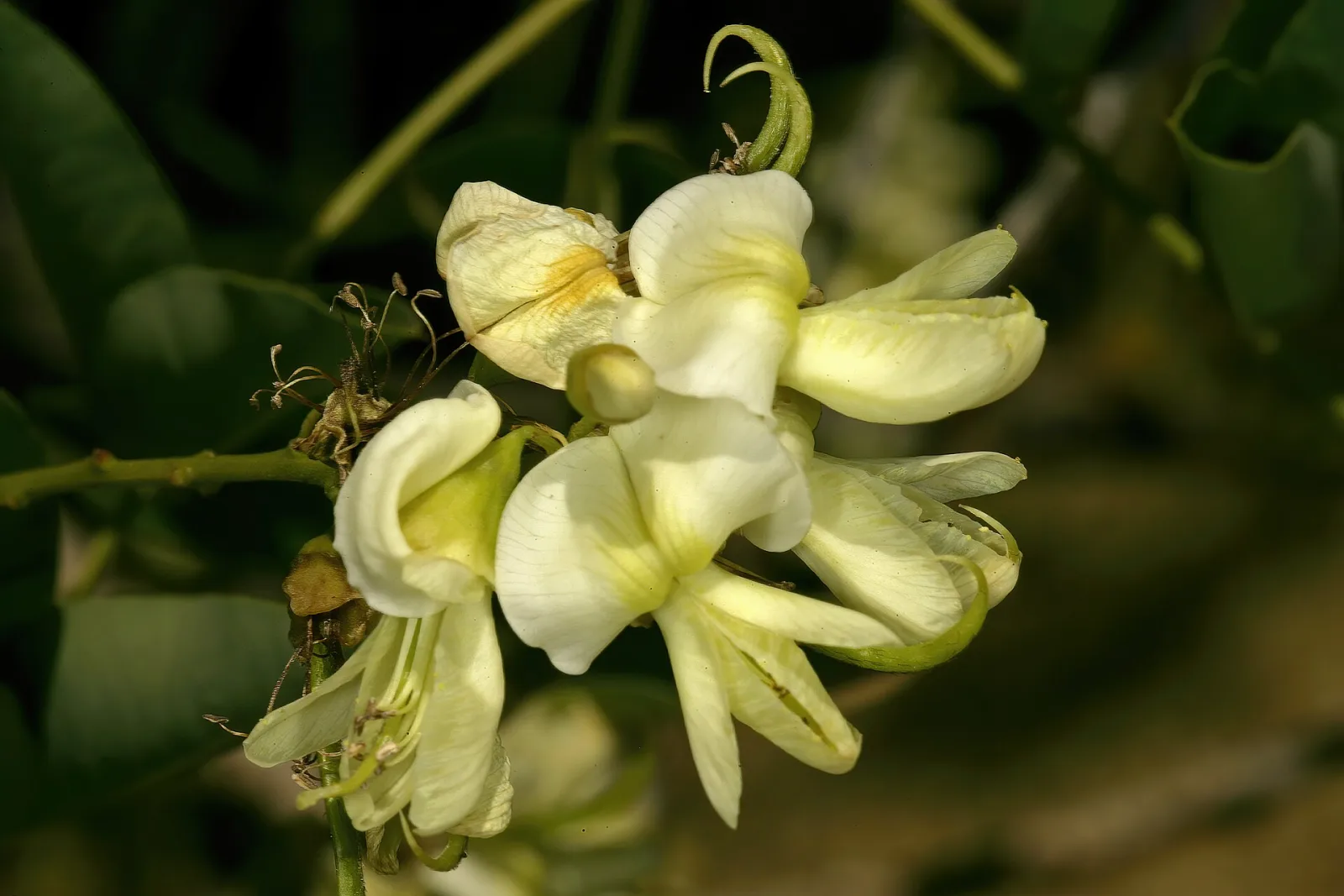Sophora japonica