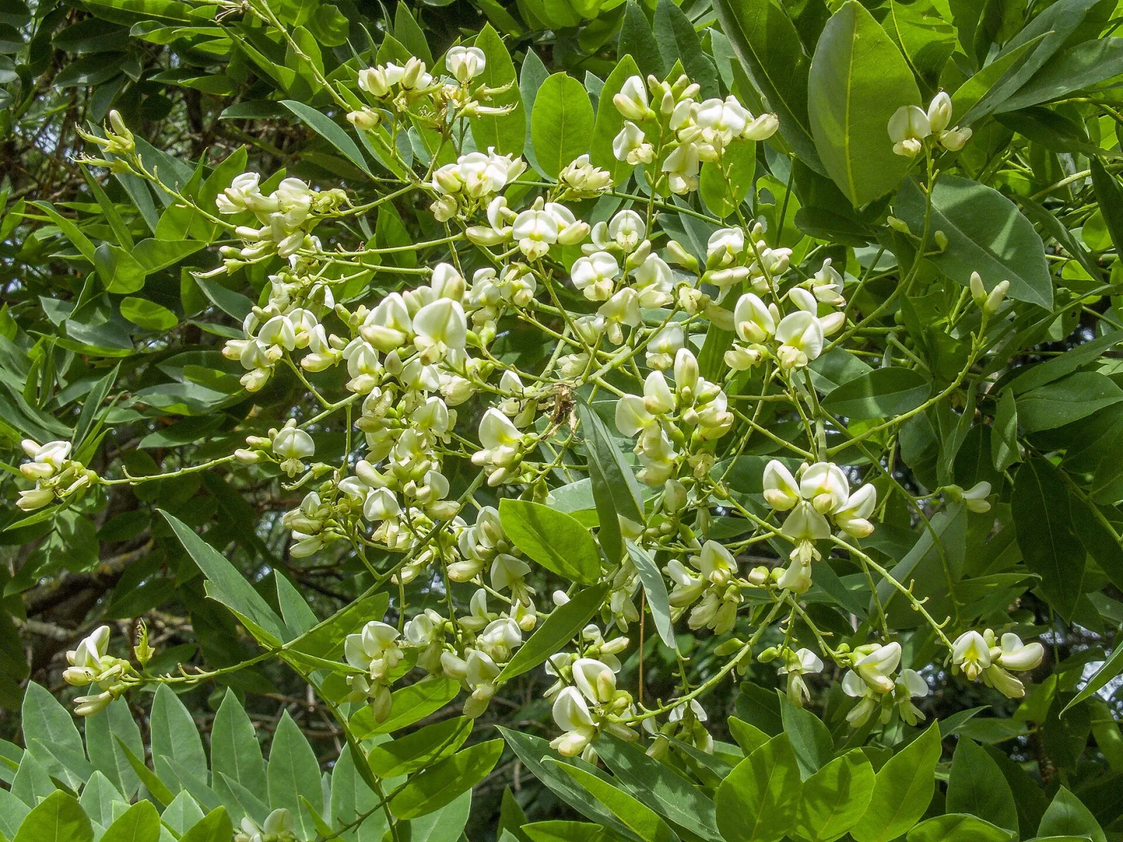 Sophora japonica