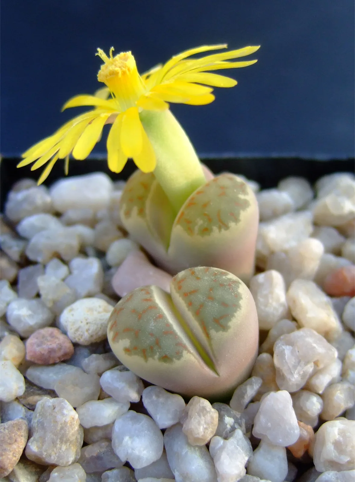 Lithops dorotheae