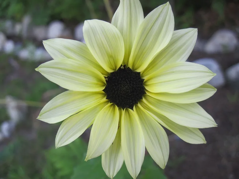 Sunflower Vanilla Ice