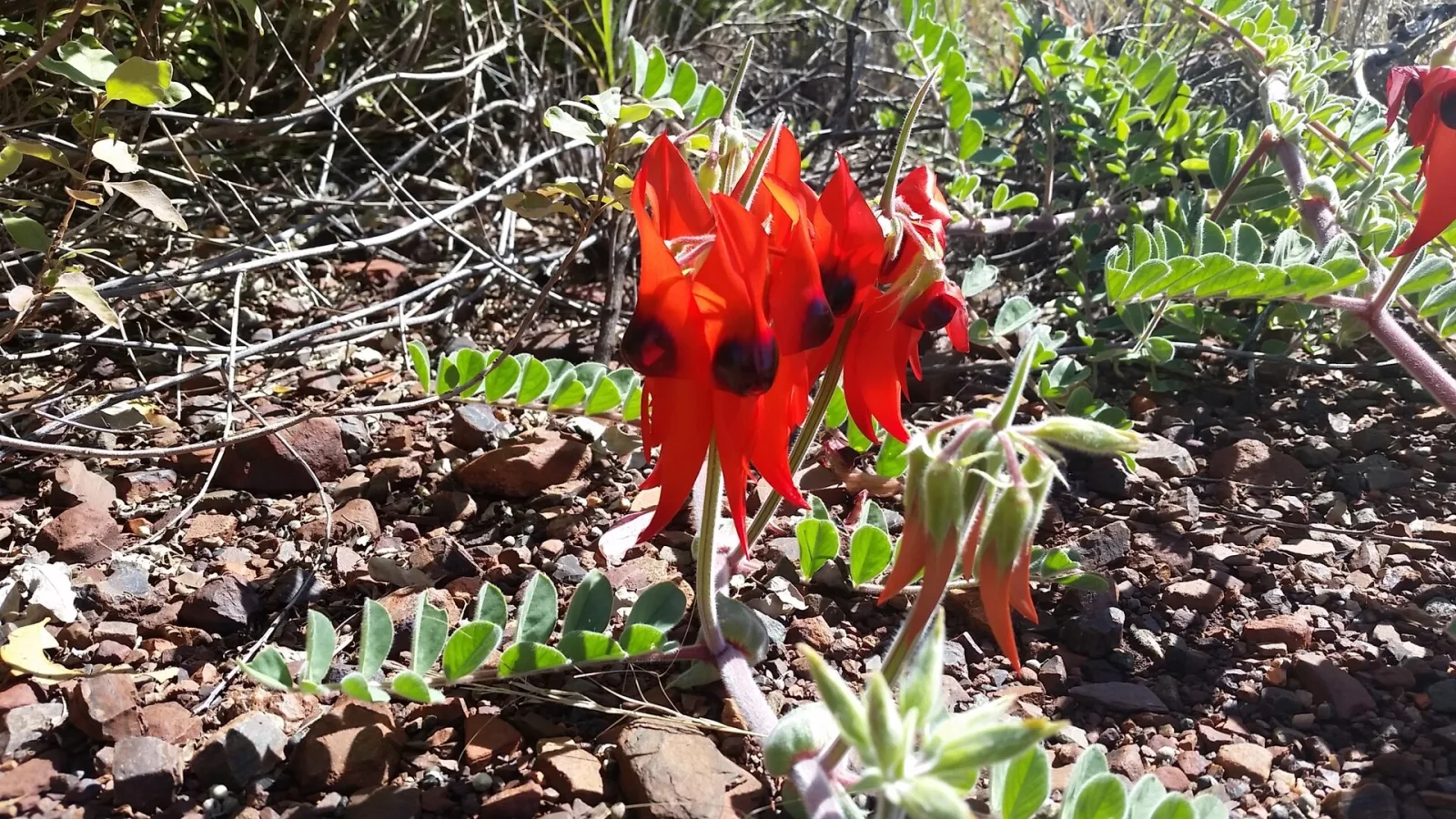 Swainsona formosa