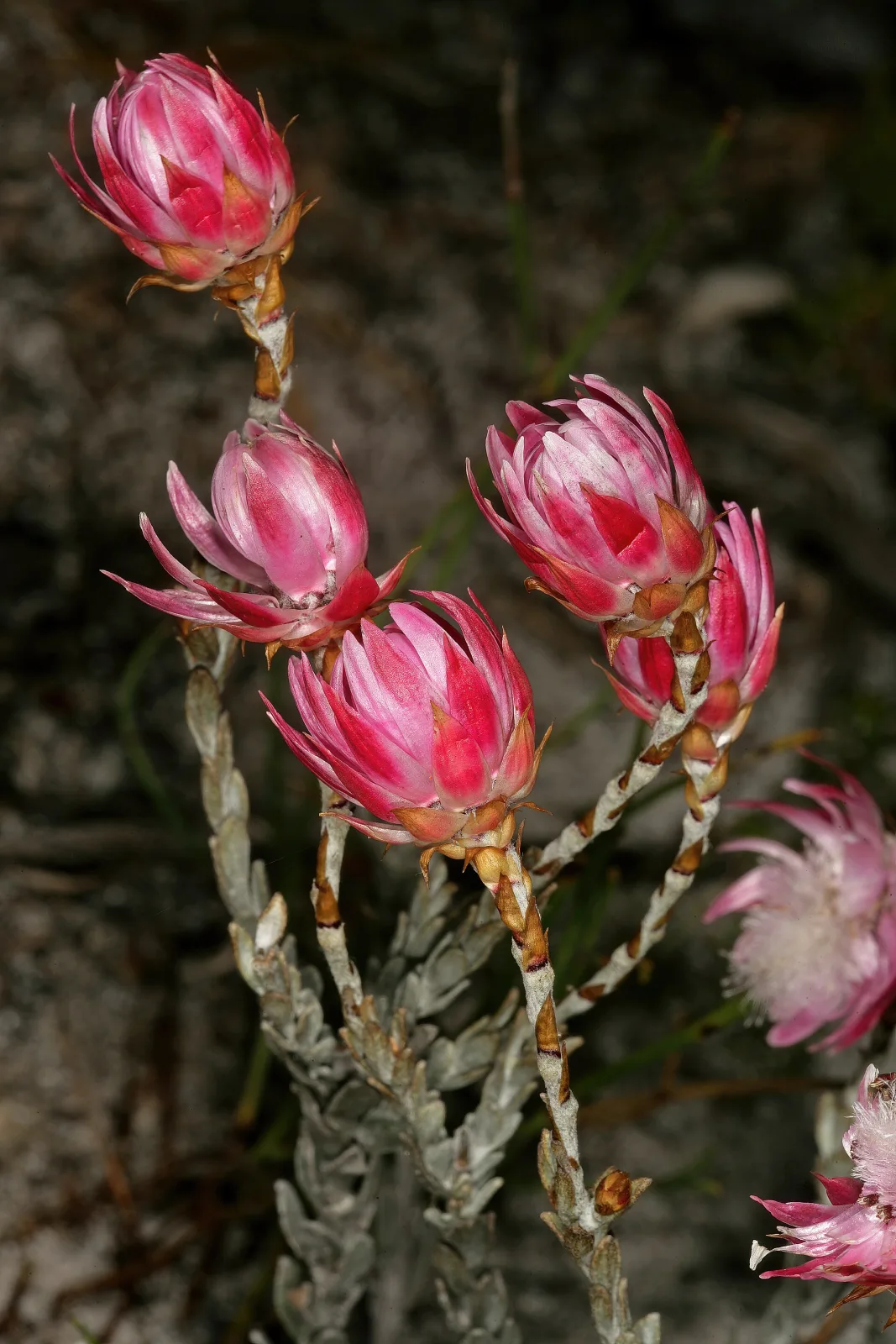 Syncarpha canescens