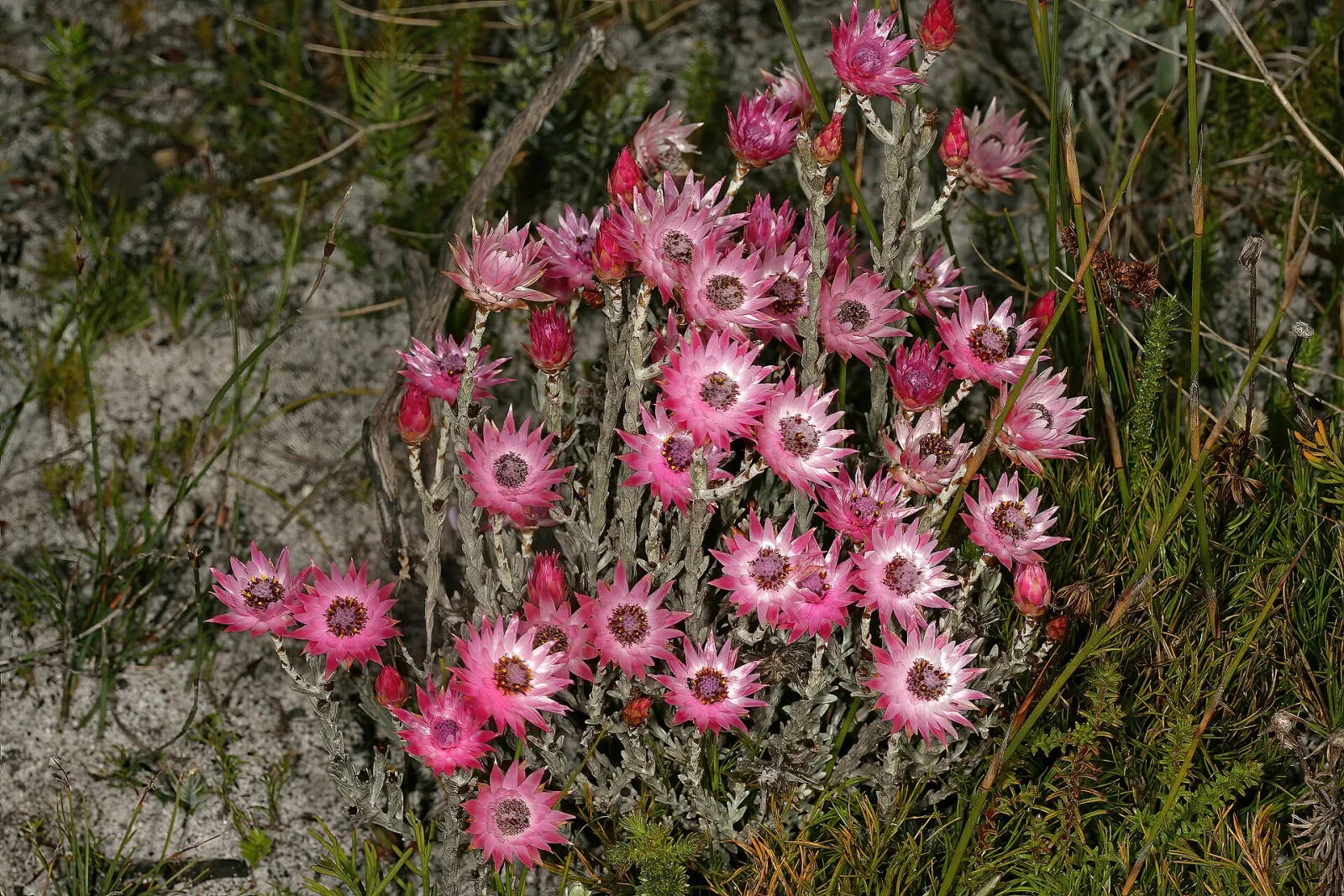 Syncarpha canescens